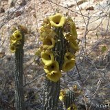 Hoodia parviflora Outrampsjenny_0.jpg